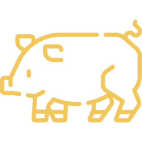 pig