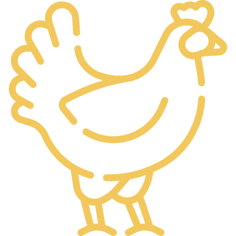 chicken